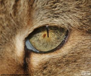 yapboz Kedi gözü